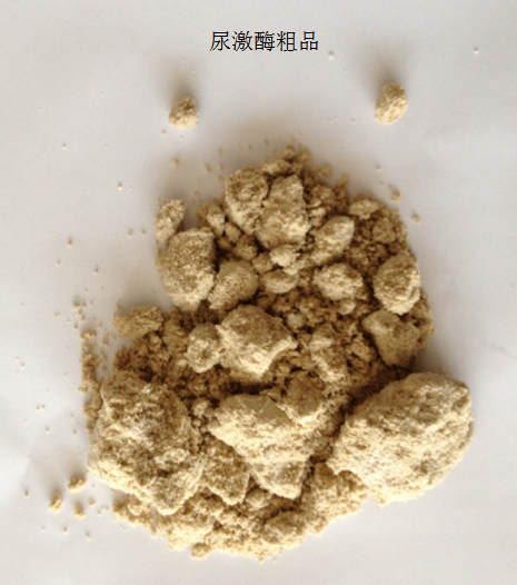 供應(yīng)尿激酶粗品